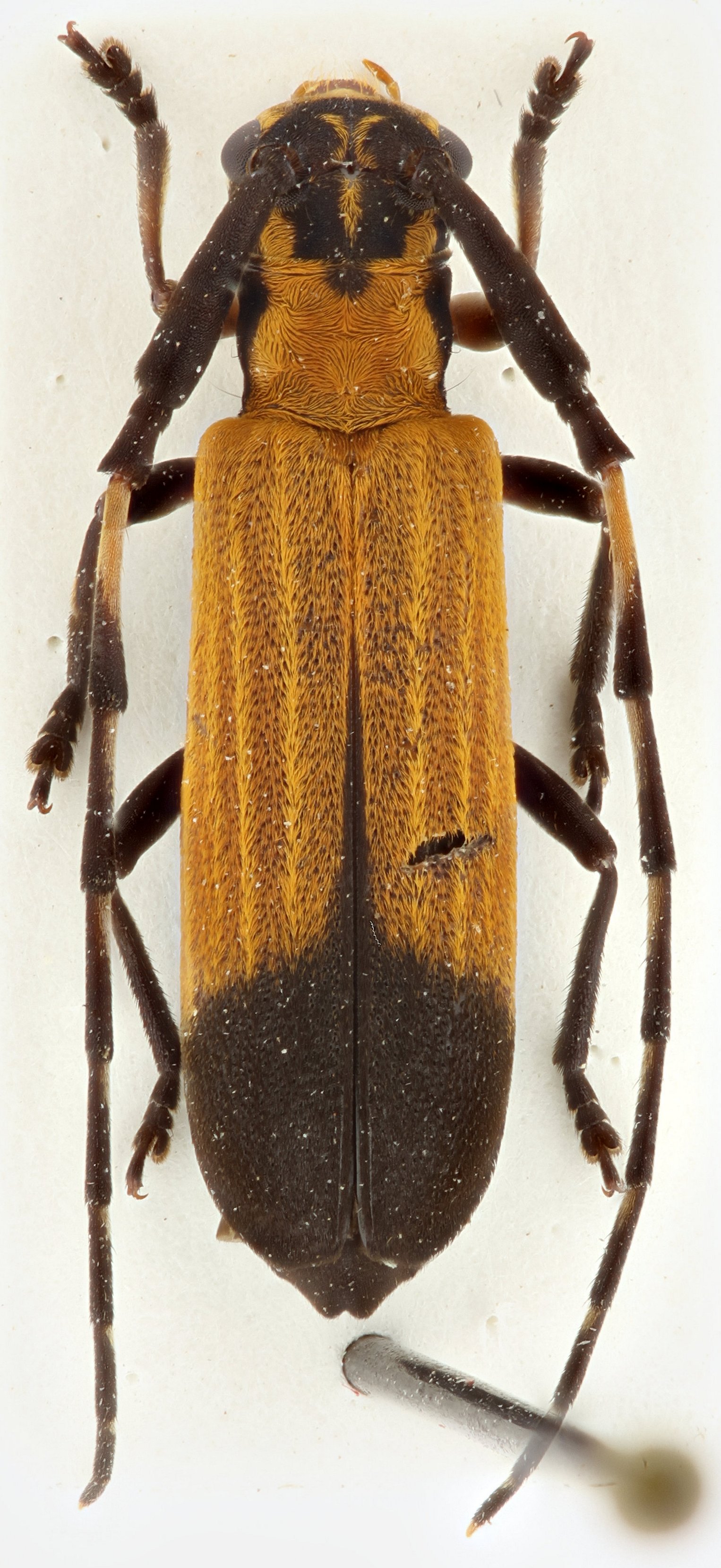 Cerambycidae Genus Thumbnails