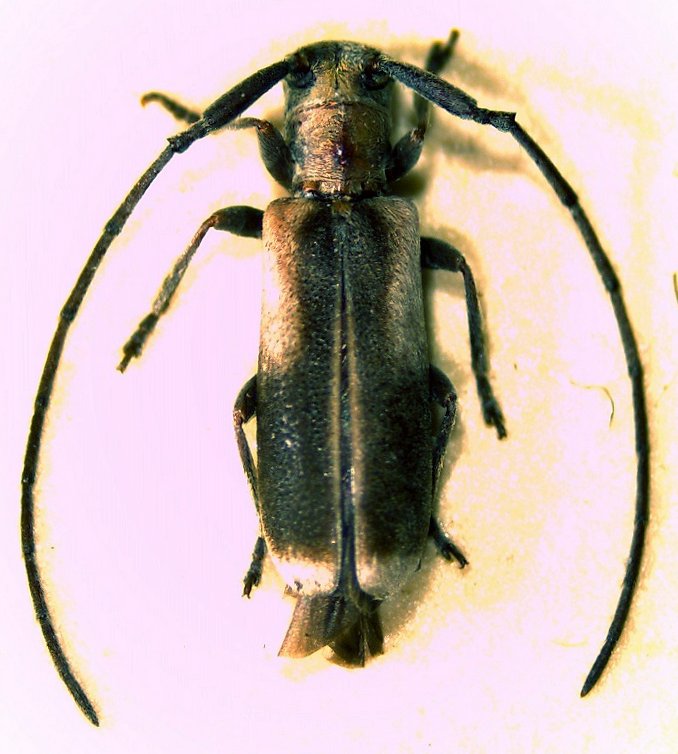 Cerambycidae Genus Thumbnails