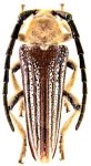 Cerambycidae Genus Thumbnails