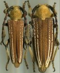 Cerambycidae Genus Thumbnails