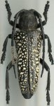 Cerambycidae Genus Thumbnails