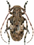 Cerambycidae Genus Thumbnails