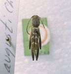 Cerambycidae Genus Thumbnails