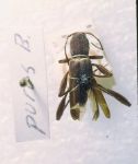 Cerambycidae Genus Thumbnails