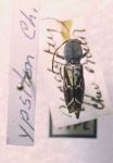 Cerambycidae Genus Thumbnails