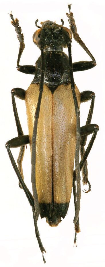 Cerambycidae Genus Thumbnails