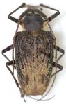 Cerambycidae Genus Thumbnails