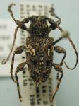 Cerambycidae Genus Thumbnails