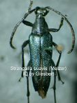Cerambycidae Genus Thumbnails