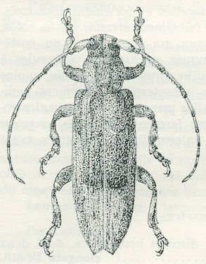 Cerambycidae Genus Thumbnails