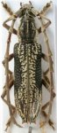 Cerambycidae Genus Thumbnails