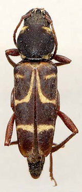 Cerambycidae Genus Thumbnails