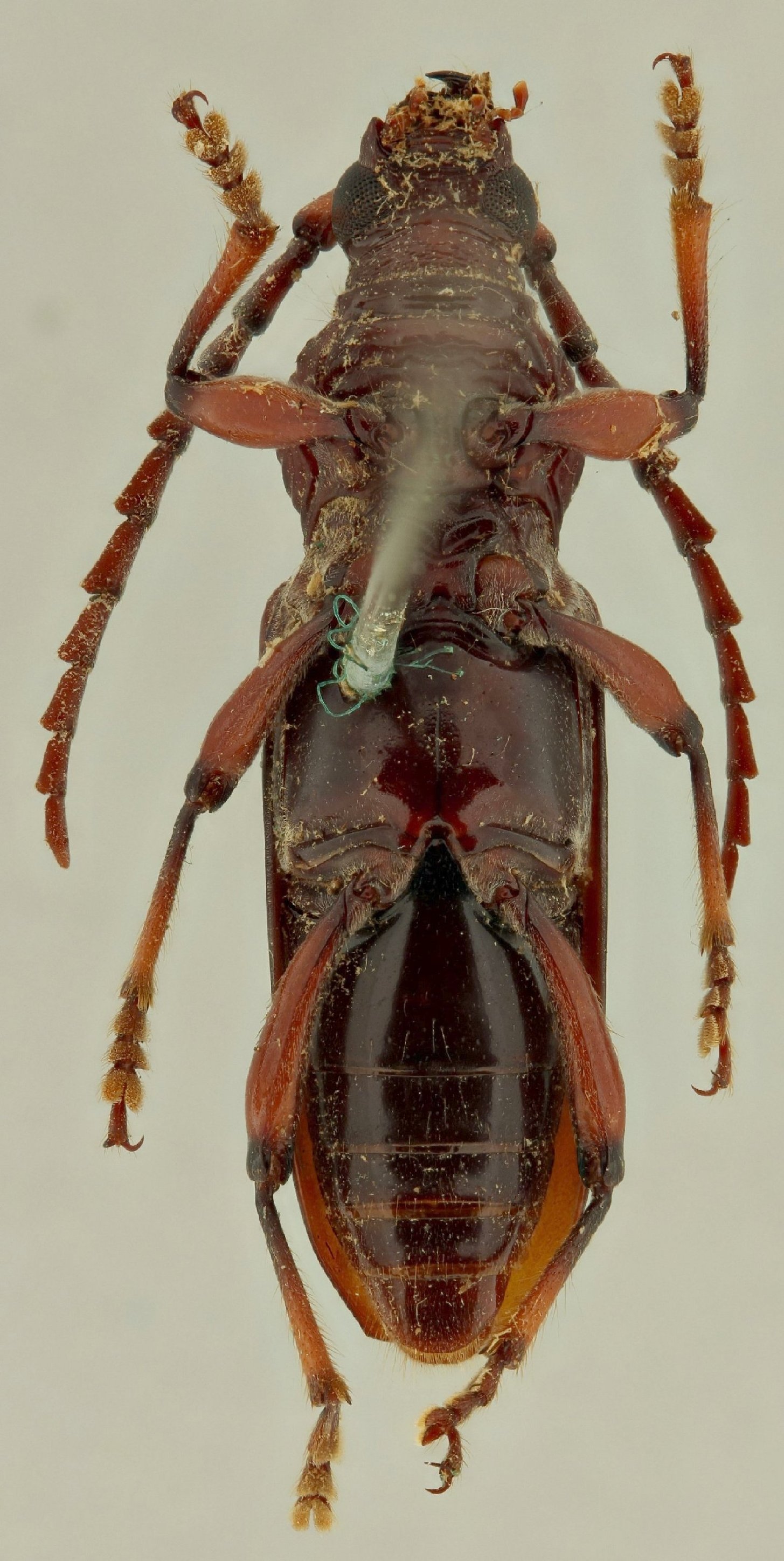 Cerambycidae Species Details